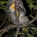 monkey_macaque_balinese_mf_ubud_v_1295_bal5016.jpg